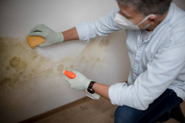 Best Mold Damage Repair  in Lenape Heights, PA